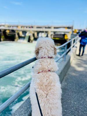 Hiram M Chittenden Locks