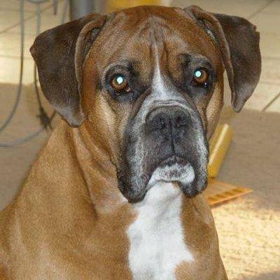 Oak Grove Animal Clinic,MISSOURI