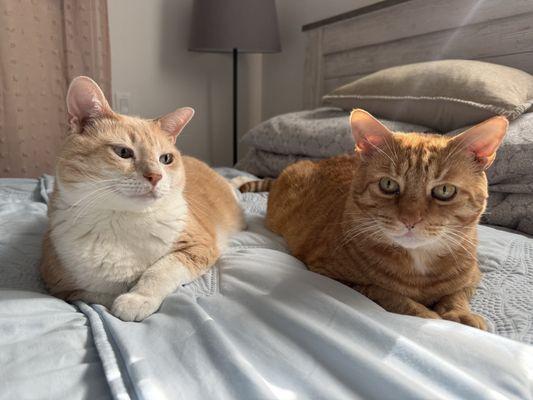 Venice Animal Clinic