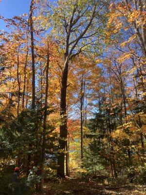 Superior Tree Removal