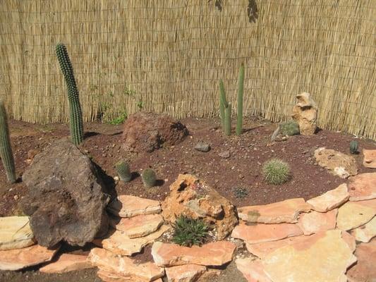 Cactus Garden