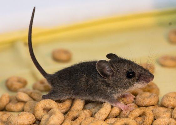 Keep mice out of your cereal... Call us today for your free quote!