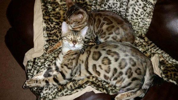 Assonet Bay Bengals Kittens & Cats