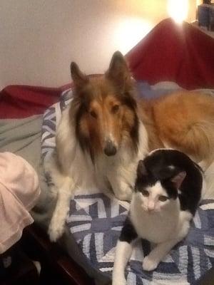 Audubon Animal Hospital