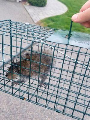 Pest Animal Removal Arlington