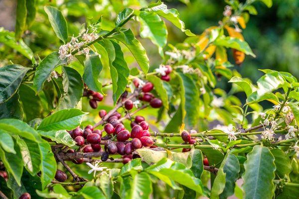 California Coffee Collective