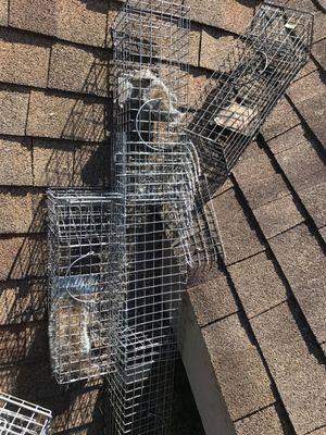 Wildlife Exterminator Portland