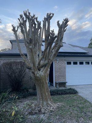 Trimming my trees down to the NUBS isn't good enough for ADT Solar. Don't let them do this to you !