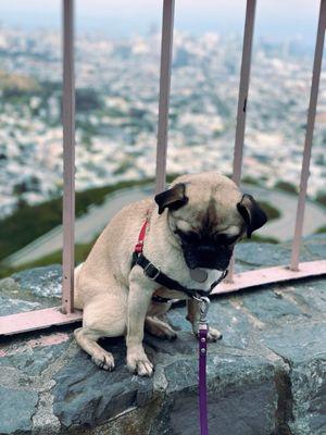 Photo#11,000; Pug Life on Twin Peaks. Taken on a cold and windy day during April 2025.