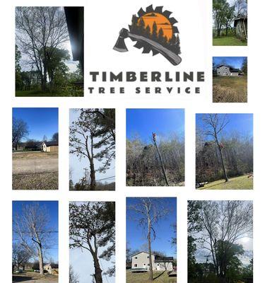 Timberline Tree Service