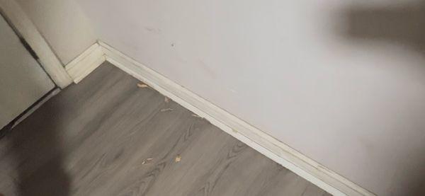 Dirty floors with leaves.