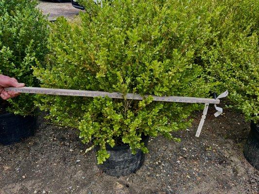 McKittrick Nurseries