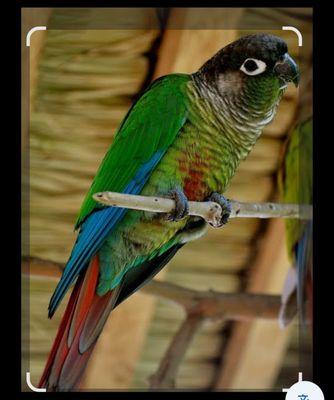 The pet that they said couldn't come in the store.