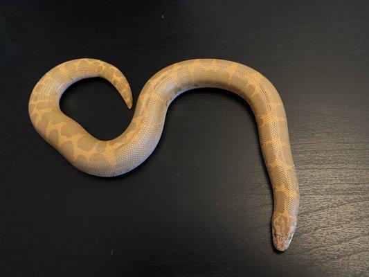 Underground Reptiles