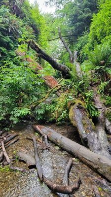 Fern Canyon Trailhead