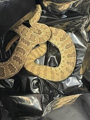 Ring A Ling Pest Control