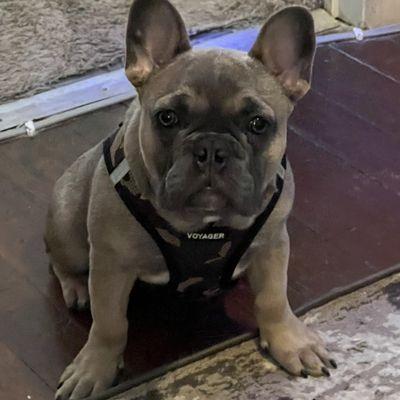 Rizza is a Blue Tri with tan points he is a litter mate to Smokey Robinson