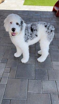 Inland Empire Pet Salon & Academy