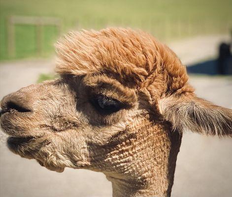 Road Runner Rascals Alpaca Ranch