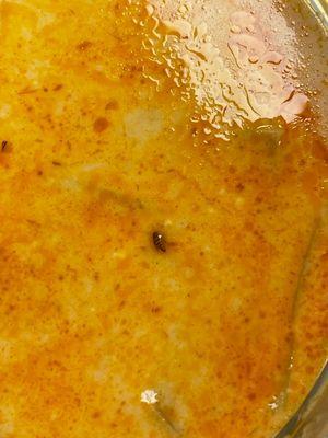 Cute little bug in the curry