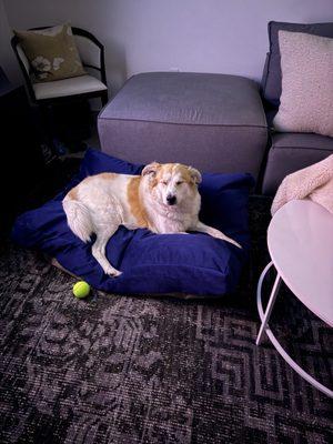 Majestic Pet Products