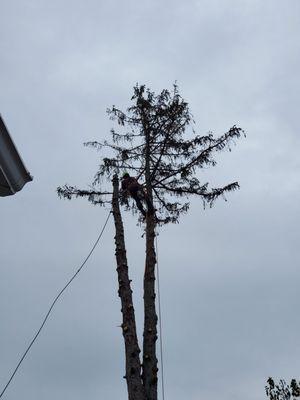 JD Tree Service