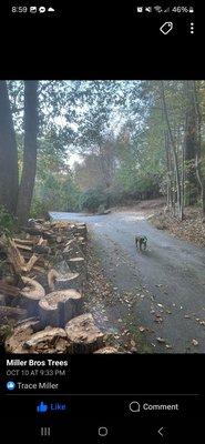 Miller Bros Tree Company