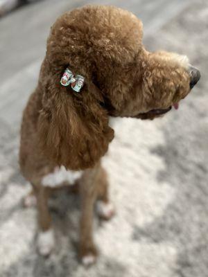 Pet-Pals Dog Bathing Salon