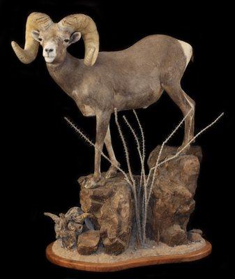 Mogollon Taxidermy