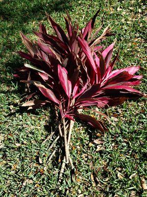 Green Bandit Lawn Care