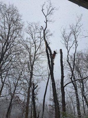 Cotras Tree Service & Landscaping