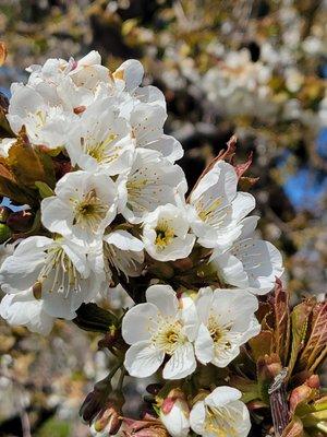 Columbia River Gorge