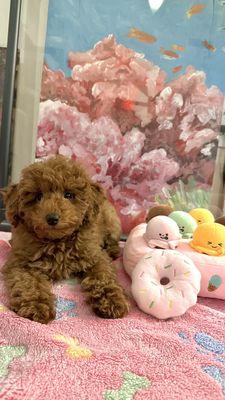 Brickell Bay Animal Hospital