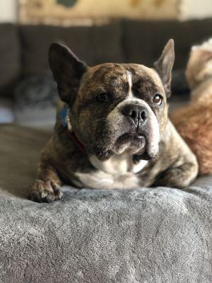 K9 Devine Dog Grooming & Boarding