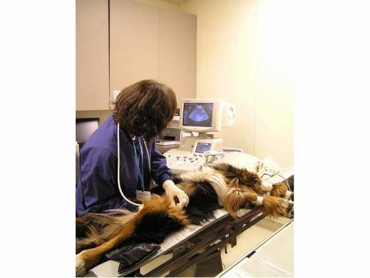 Fifth Avenue Veterinary Hospital