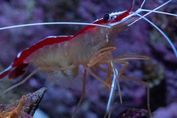 Cleaner Shrimp