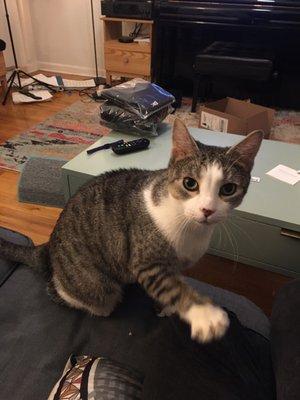Our sweet Dusty!