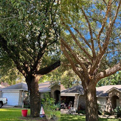 Total Tree Care and Landscaping