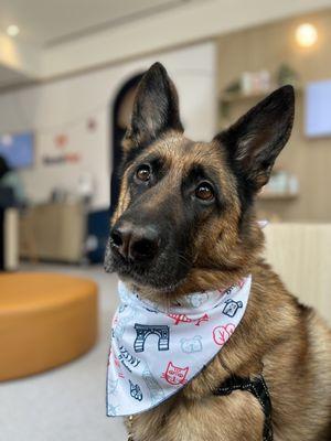 Lucy with her free Bond Vet bandana