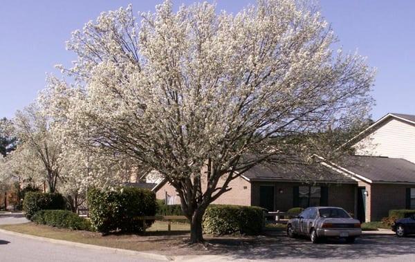 Greenville's Manor, Inc