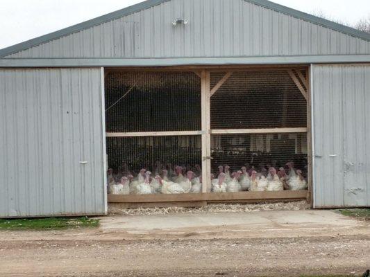 Grand Valley Turkey Farm