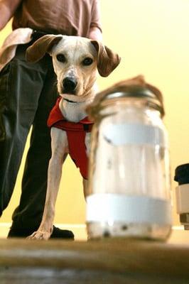 Macaroni the bed bug k9 eyeing a jar full of bed bugs.