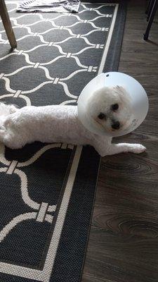 After taking her to the vet