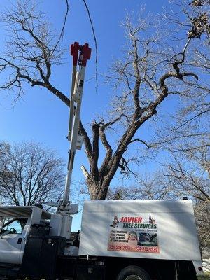 Javier's Tree Service