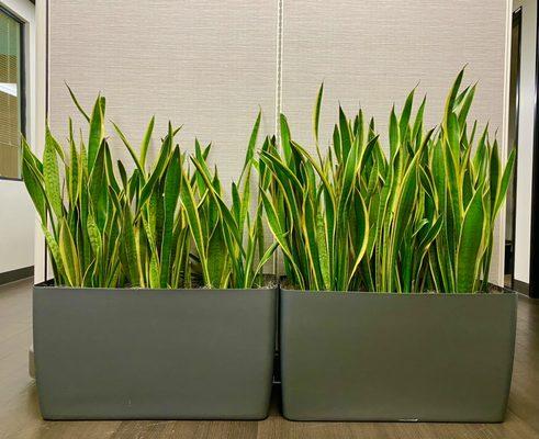 Interior Plant Specialties