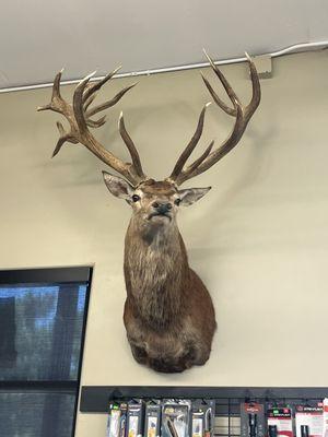Elk Mount