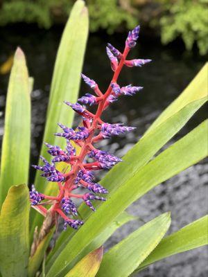 Lincoln Park Conservatory