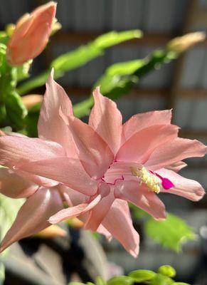 Nature's Healing Portal