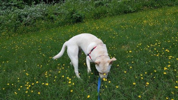 Dog in 41st street field.