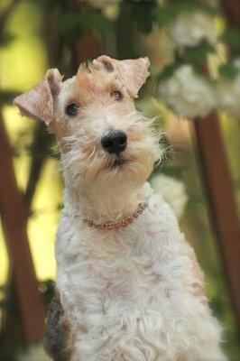 We have a therapy dog. Her name is Baci